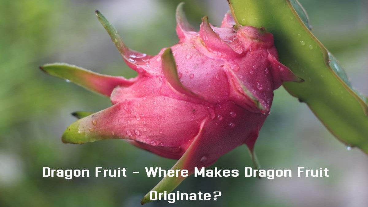 Dragon Fruit – Where Makes Dragon Fruit Originate?