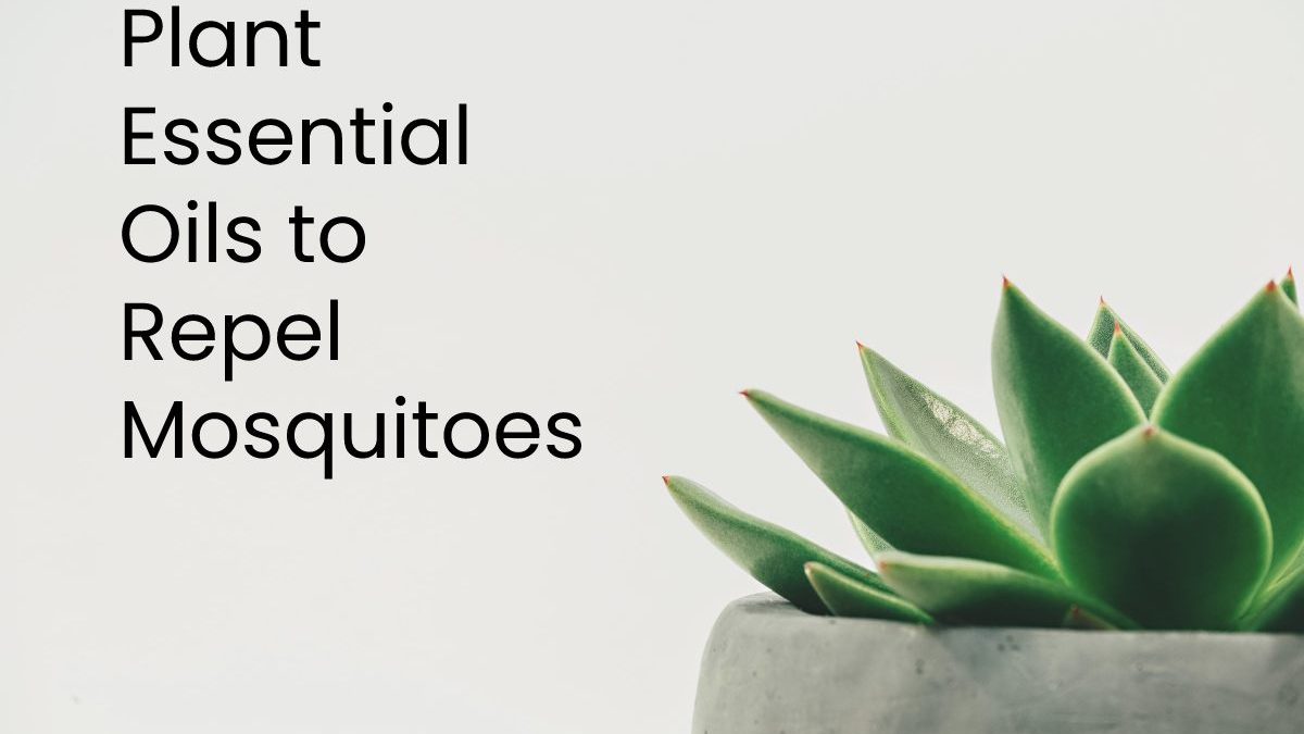 Plant Essential Oils to Repel Mosquitoes
