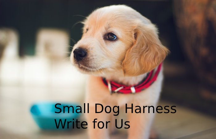 Small Dog Harness Write for Us