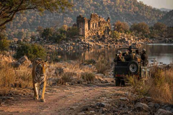 compare corbett and ranthambore for a 5 day wildlife photography trip in november on a 50k budget